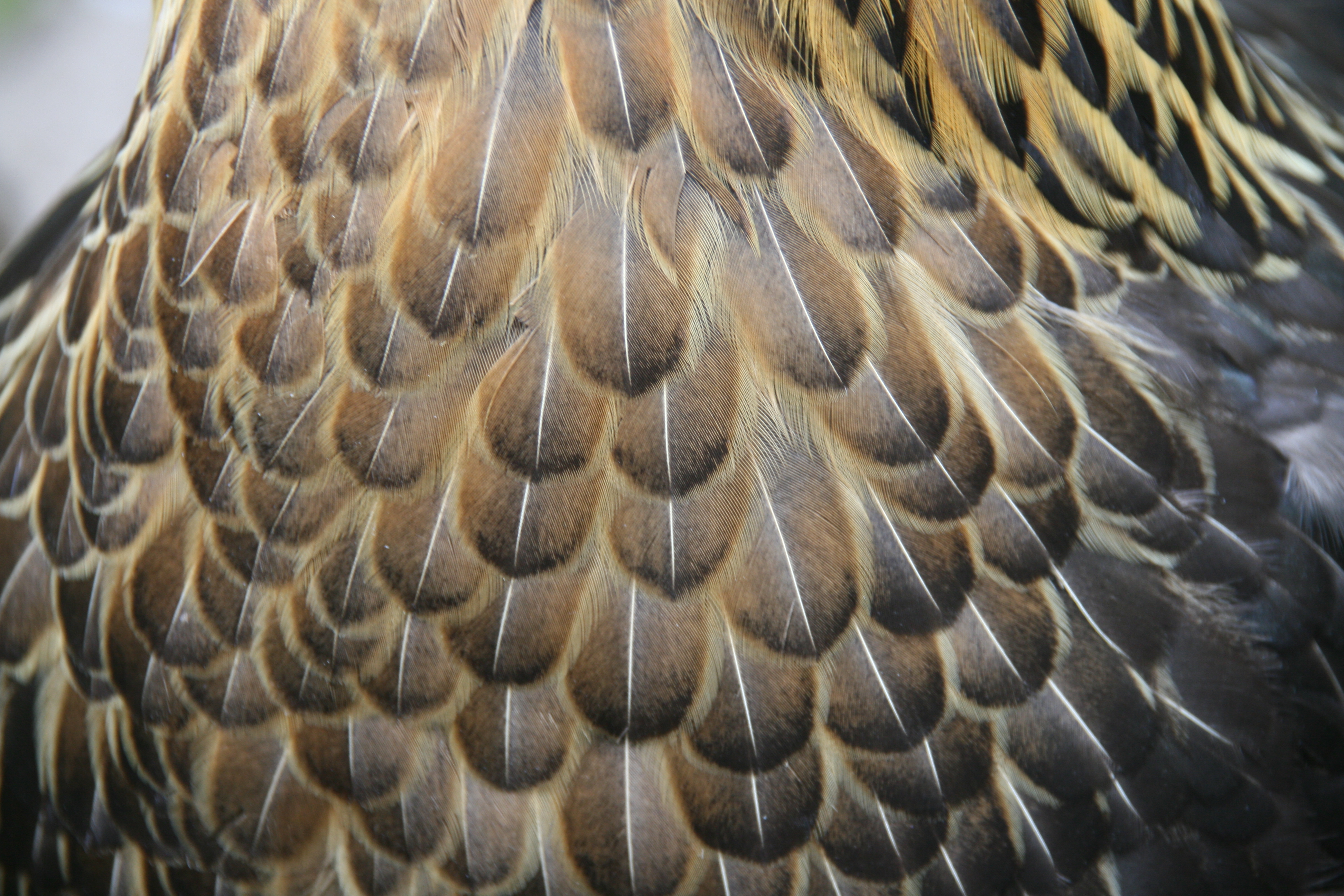 High QualityFeather Textures  Golden Chicken Feather  