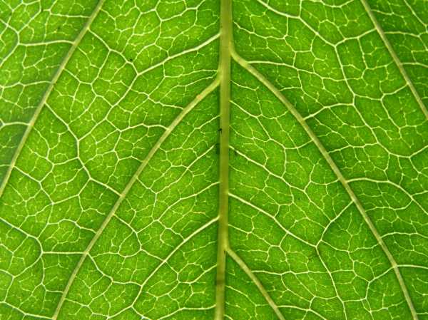 High Qualityclose Up Leaf Textures Leaf Textures High Quality Textures 5566