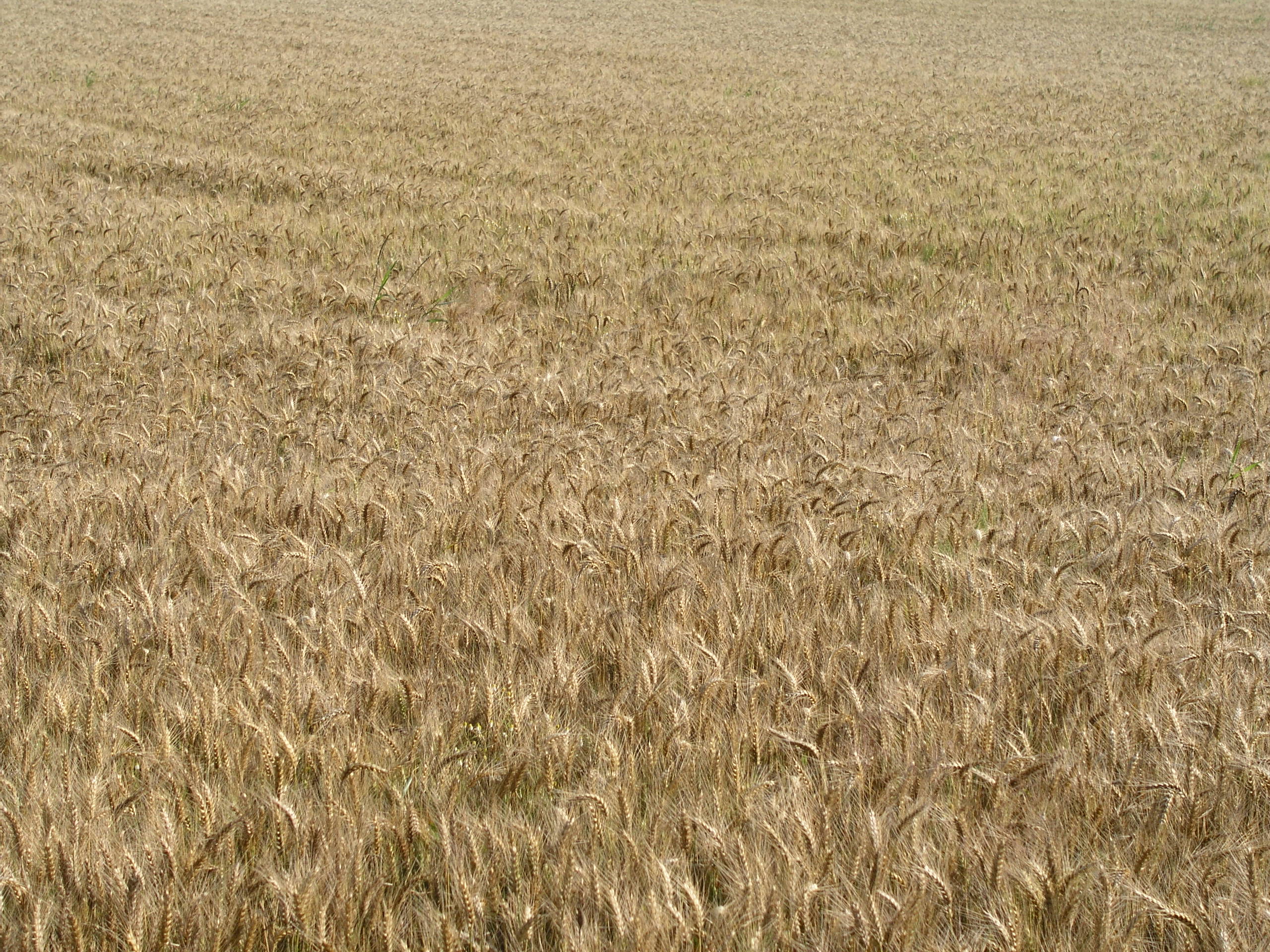 High QualityNatures Textures - Wheat Field Texture | High Quality Textures