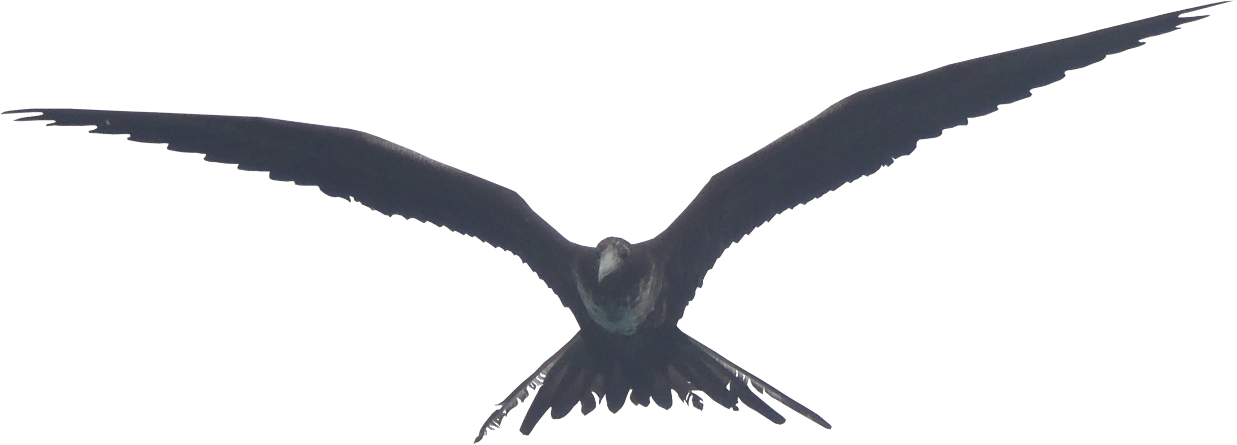 High QualityFauna PNG Textures - Galapagos Frigate Bird PNG | High