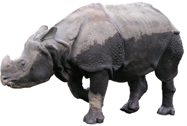 High QualityFauna PNG Textures - Rhinoceros PNG | High Quality Textures