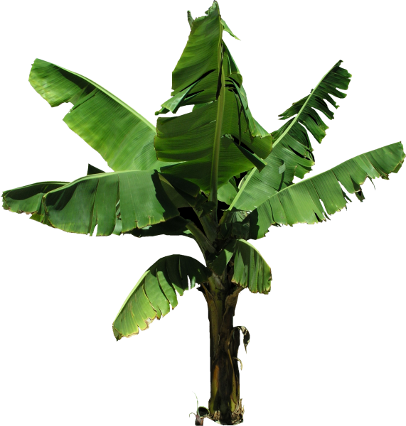 High QualityFlora PNG Textures - Plantain Banana Tree PNG | High