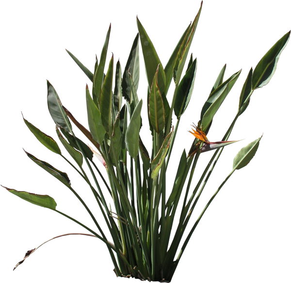 high-qualityflora-png-textures-strelitzia-reginae-png-high-quality