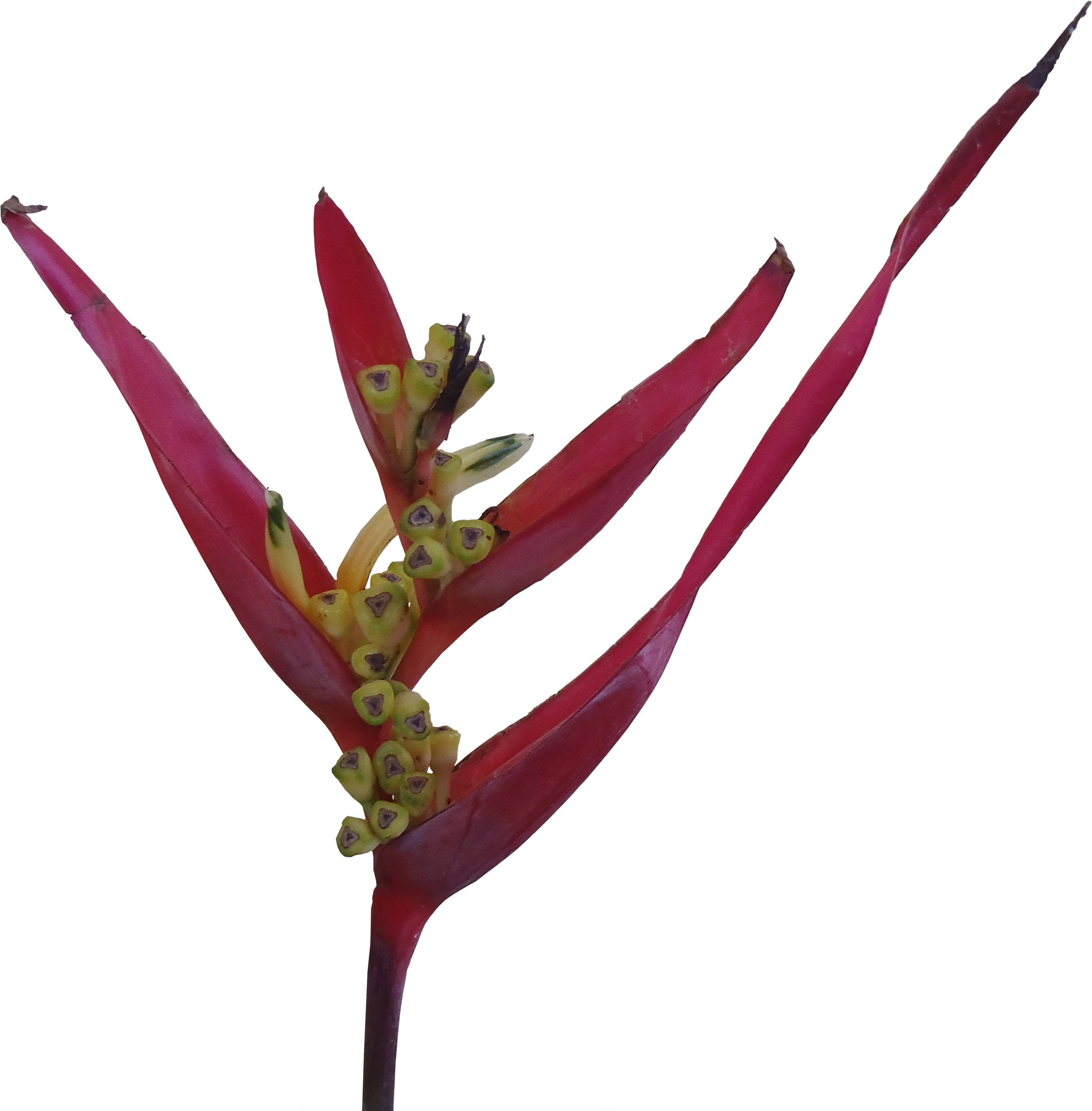 Heliconia Plant PNG