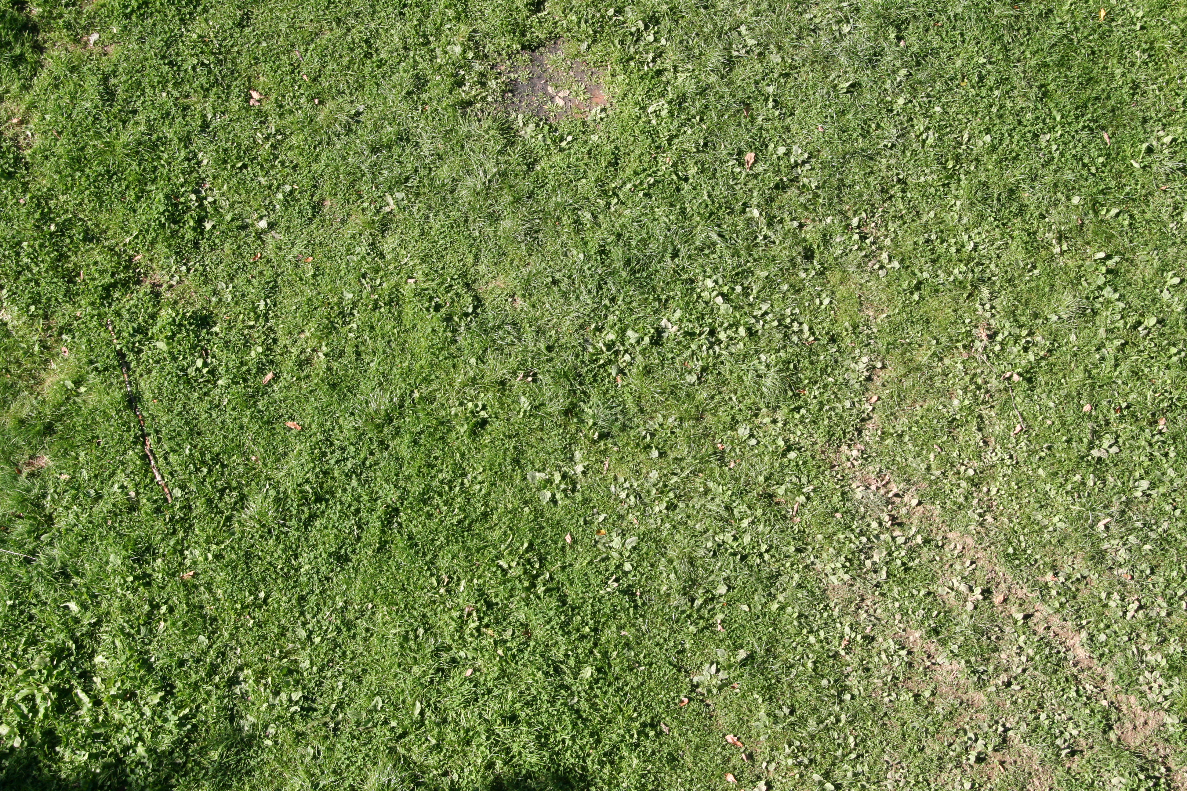 Текстура травы с тропинками