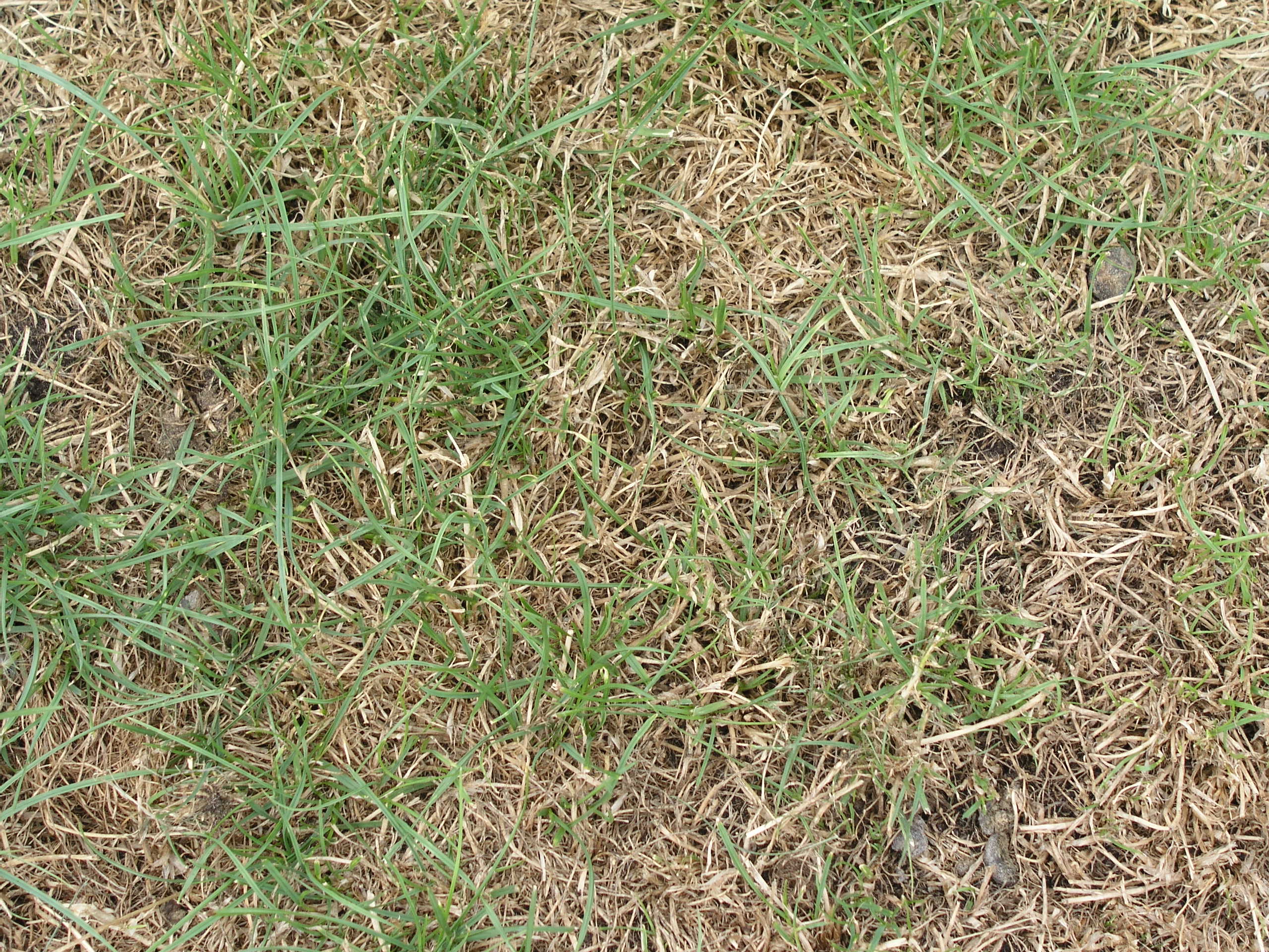 Сухая трава текстура