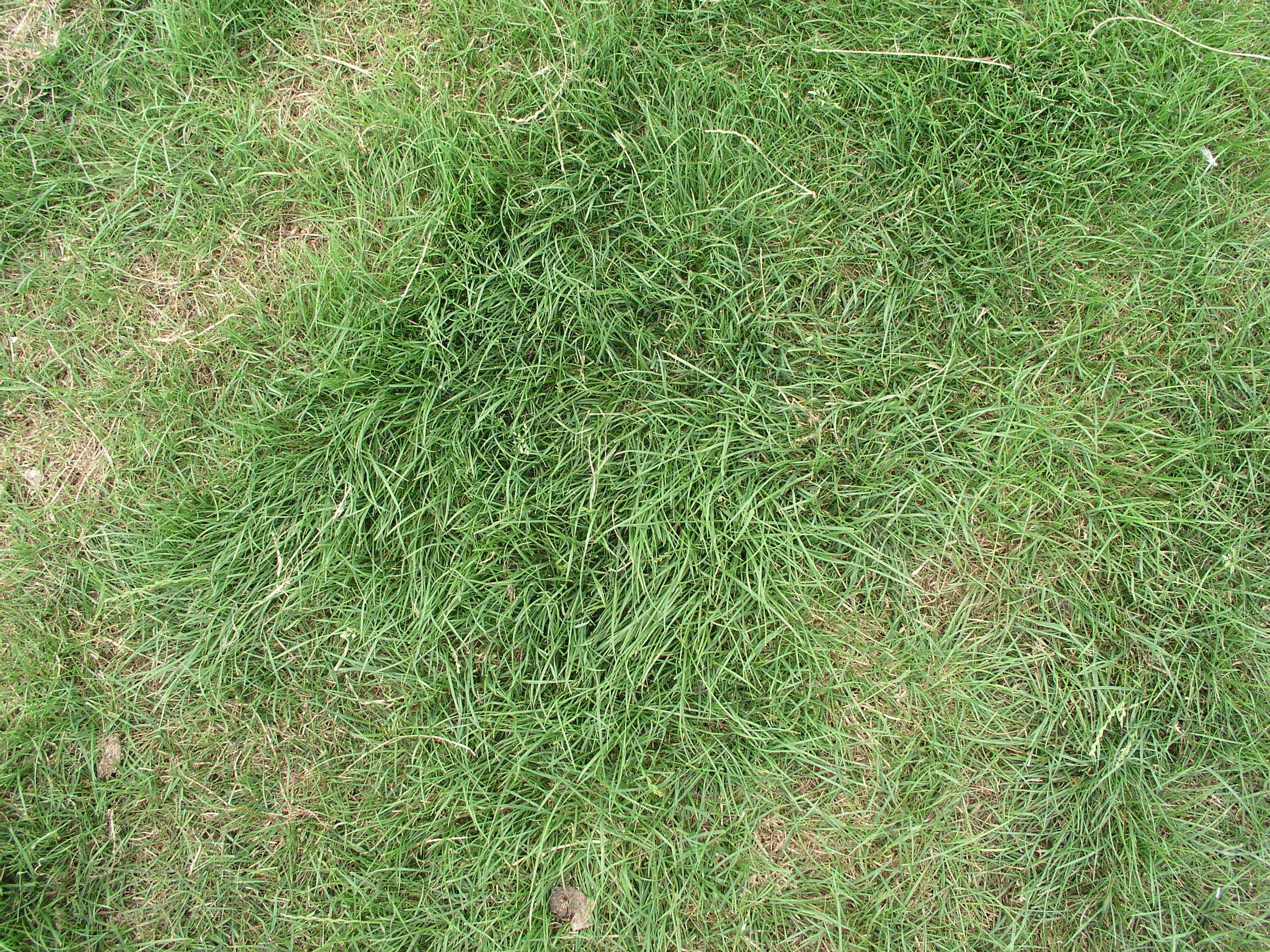 High QualityGrass Textures - Grass Textures | High Quality Textures