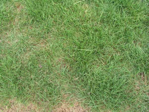 High QualityGrass Textures - Grass Textures | High Quality Textures