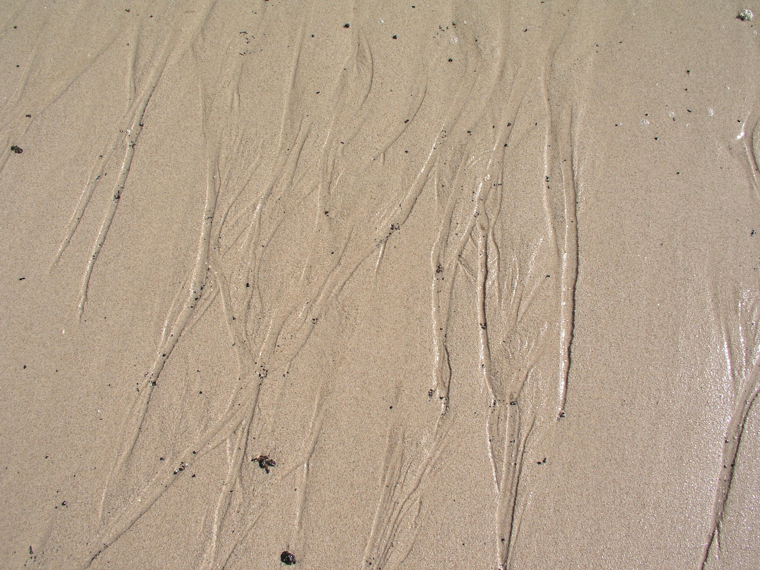 High QualitySand Textures - Wet Beach Sand Textures | High Quality Textures